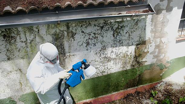 Top rated local Crawl Space Mold Removal specialists in Rockwood, TN
